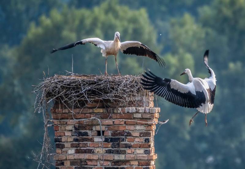 Professional Chimney Animal Removal Services in Kendall, Florida